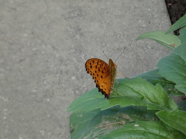 f:id:yukiMynn:20200905112736j:plain f:id:yukiMynn:20200905112736j:plain