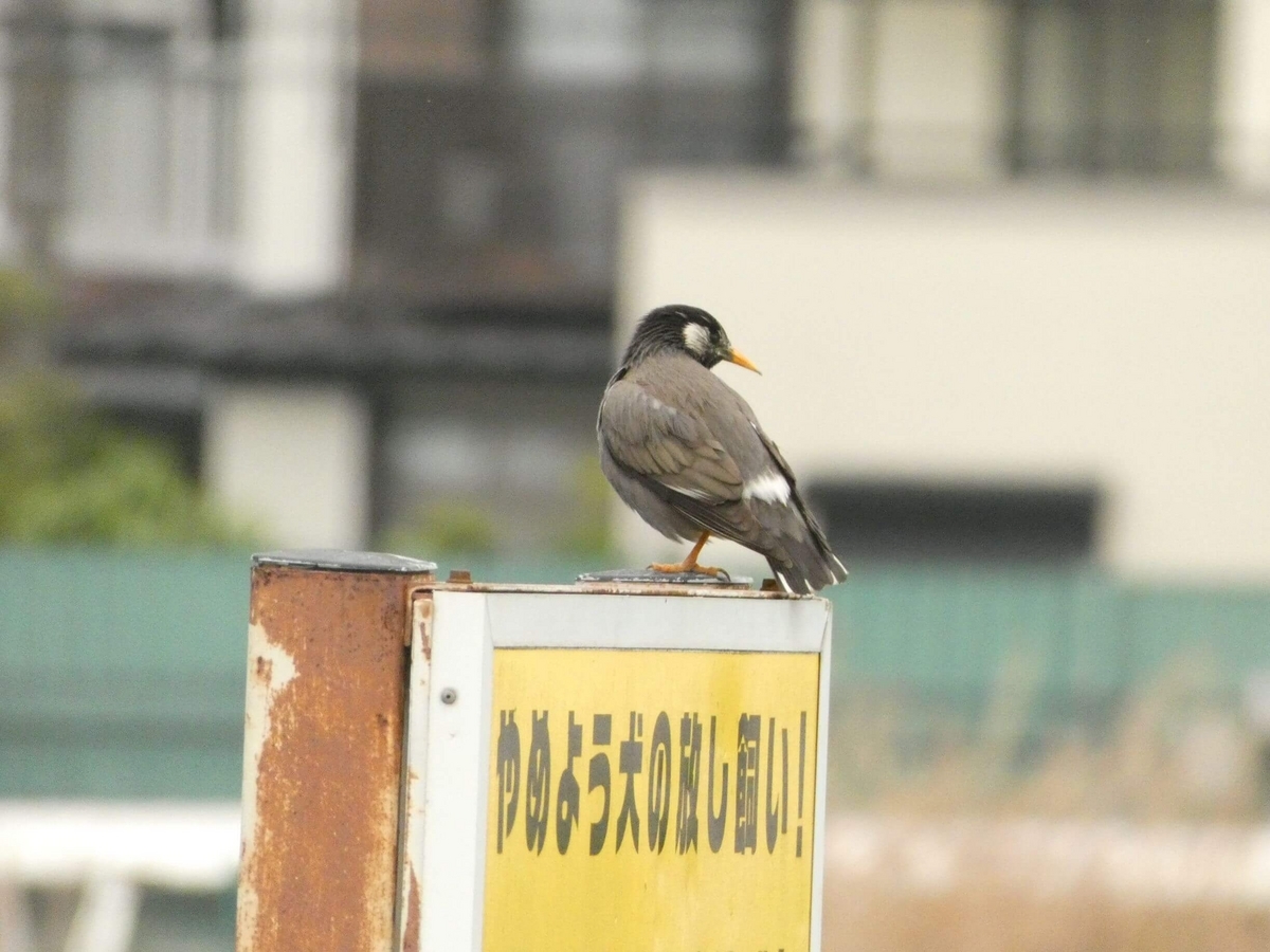 あの人はいま～早咲き三種、浦和競馬場の桜たち～ - 葦は、たのしく