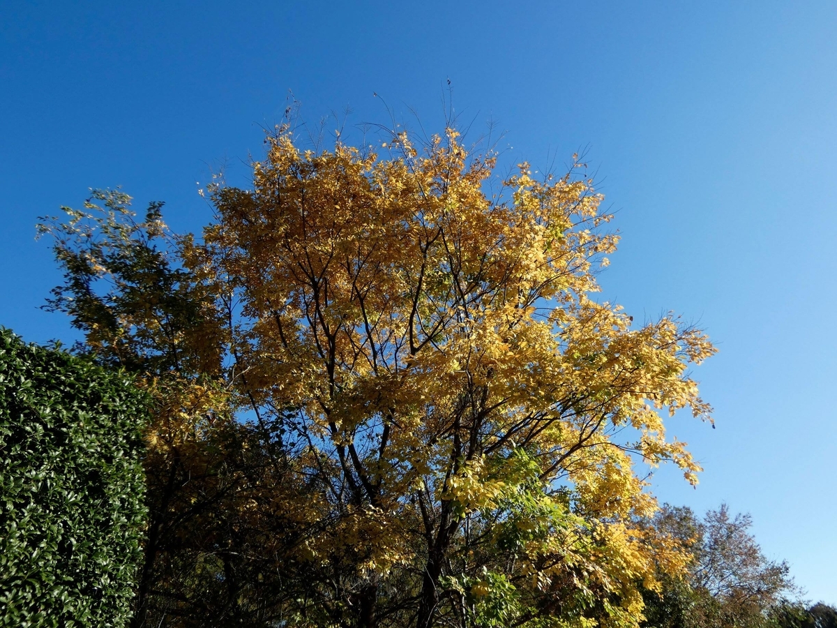 紅葉を探しに - 葦は、たのしく