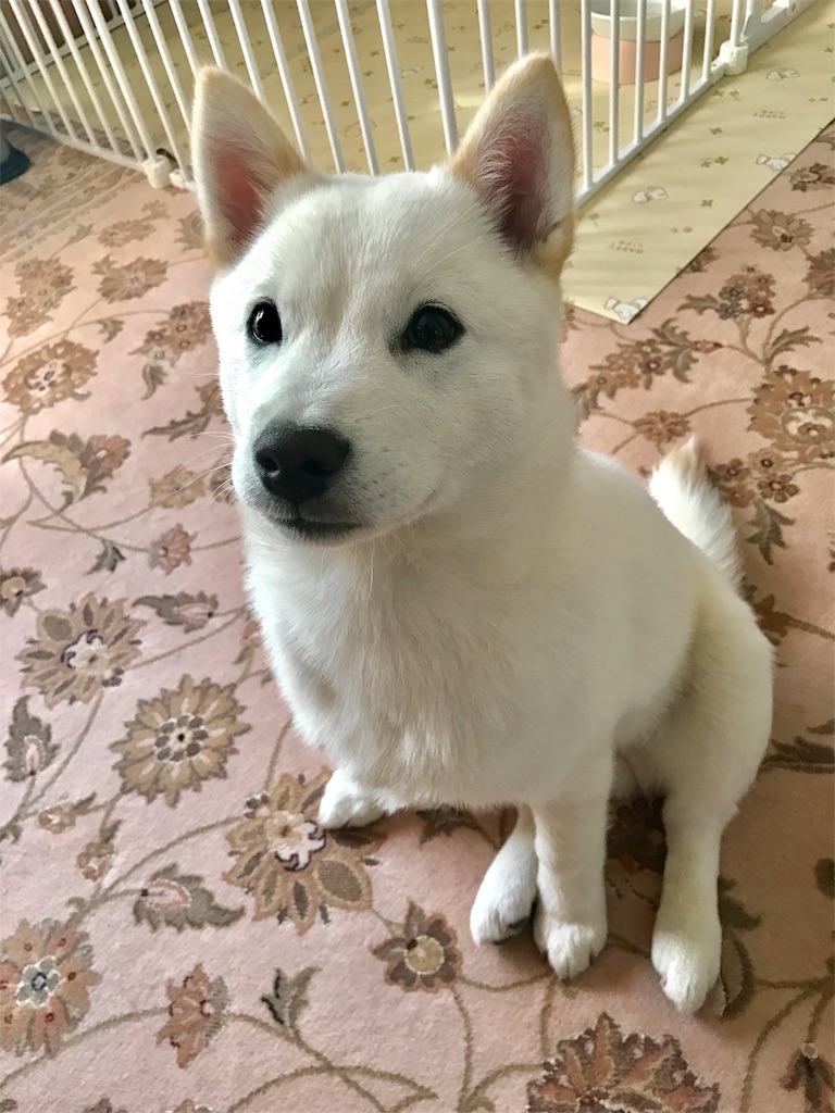 f:id:yuki_2016-10-15:20170217114820j:image f:id:yuki_2016-10-15:20170217114820j:image