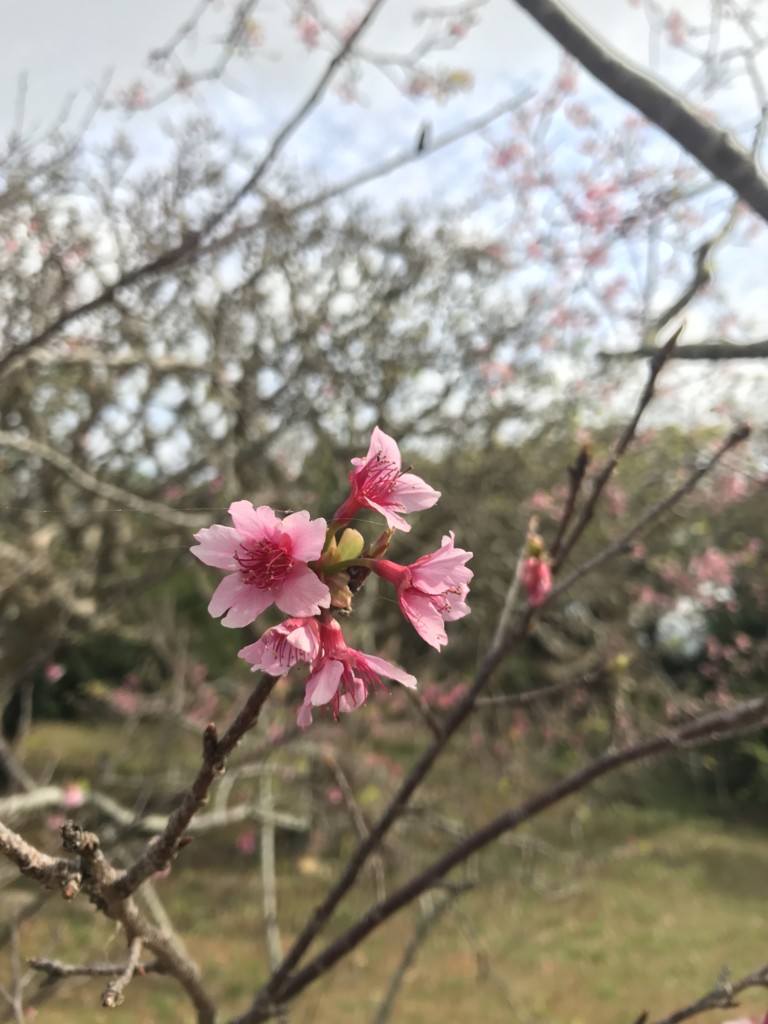 f:id:yuki_2021:20170217102539j:plain f:id:yuki_2021:20170217102539j:plain