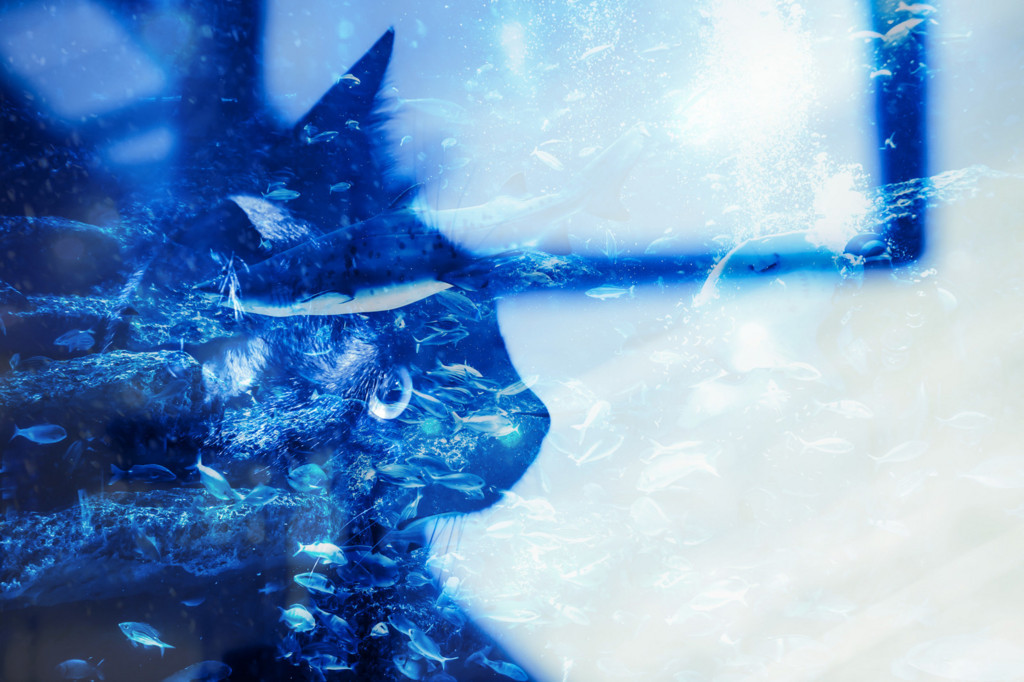 f:id:yuki_2021:20170713221940j:plain:w300