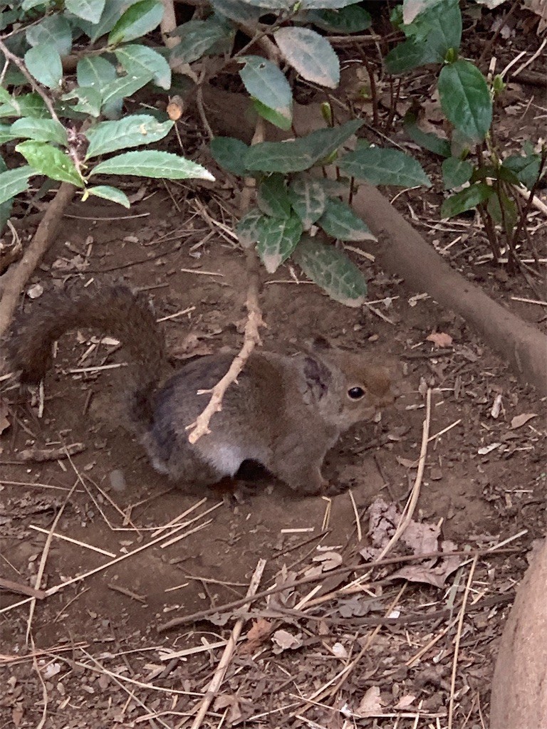 f:id:yuki_2021:20190323212221j:image