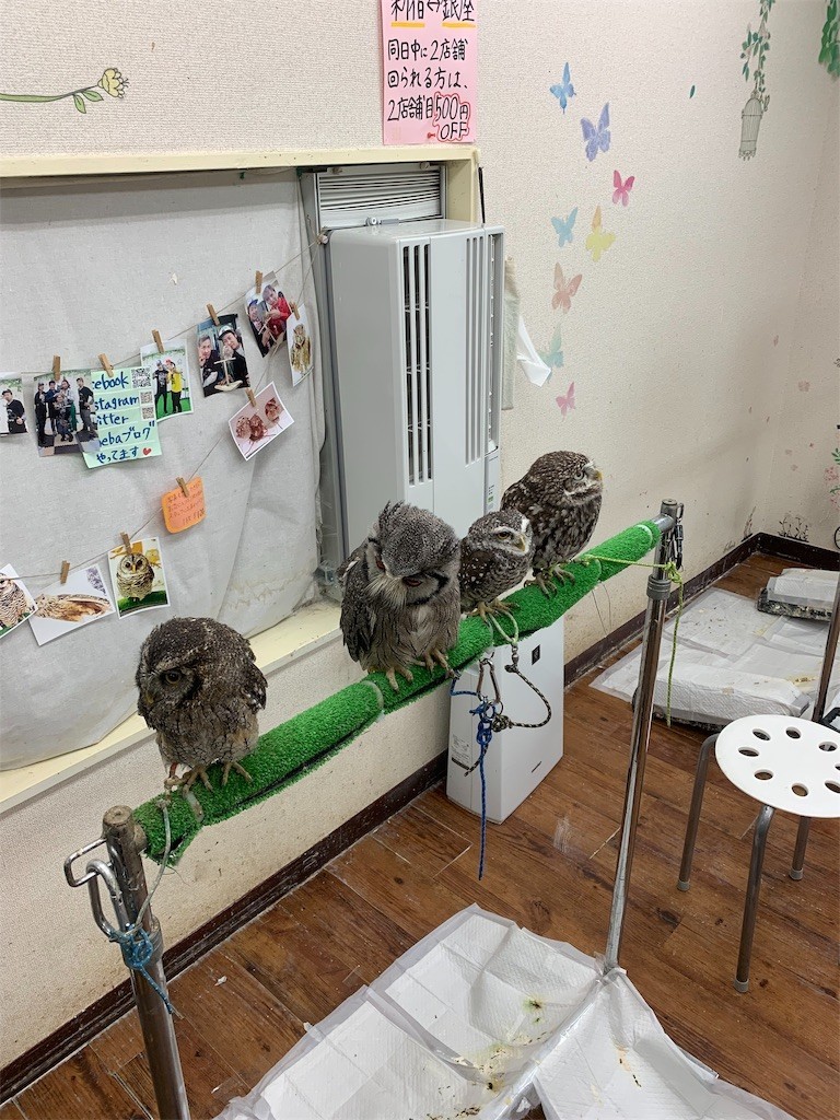 f:id:yuki_2021:20190323213256j:image
