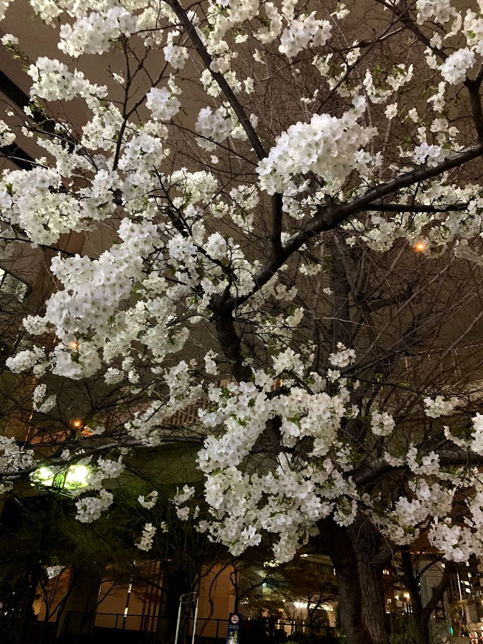 f:id:yuki_2021:20190325220526p:plain