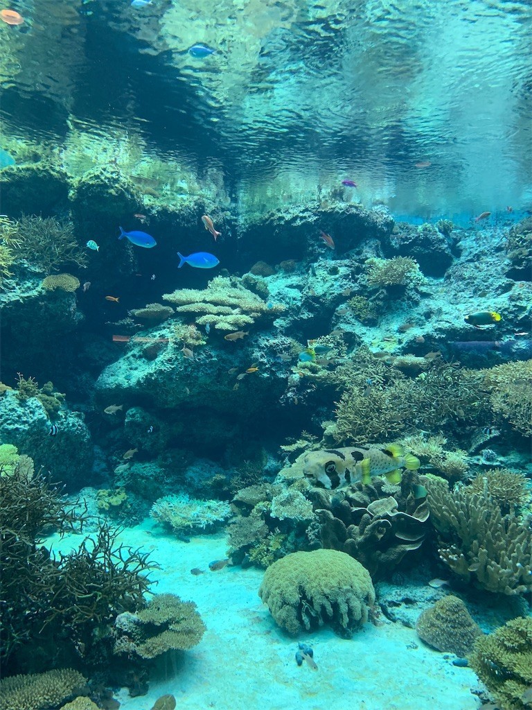 f:id:yuki_2021:20190705212255j:image