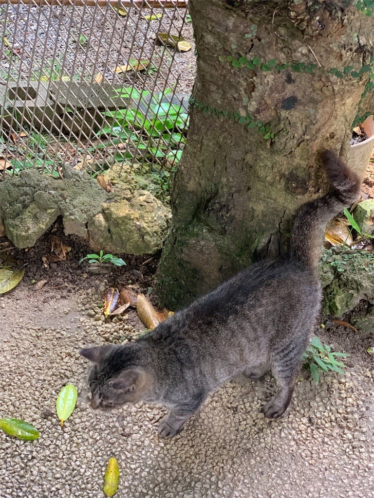 f:id:yuki_2021:20190705213115j:image