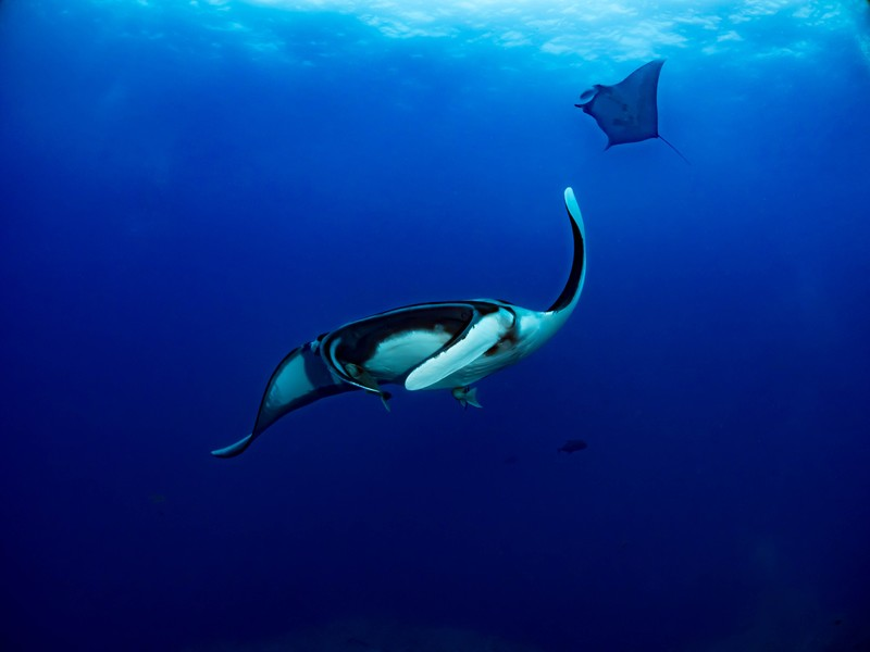 f:id:yuki_2021:20190712214351p:plain