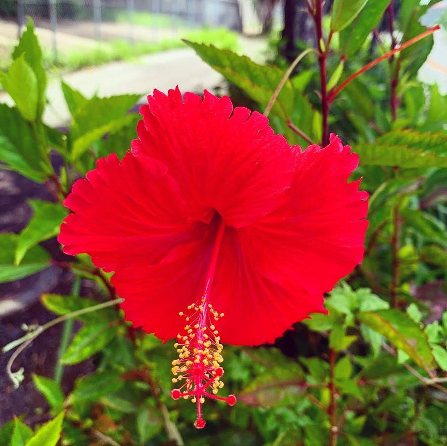 f:id:yuki_2021:20200802221238p:plain