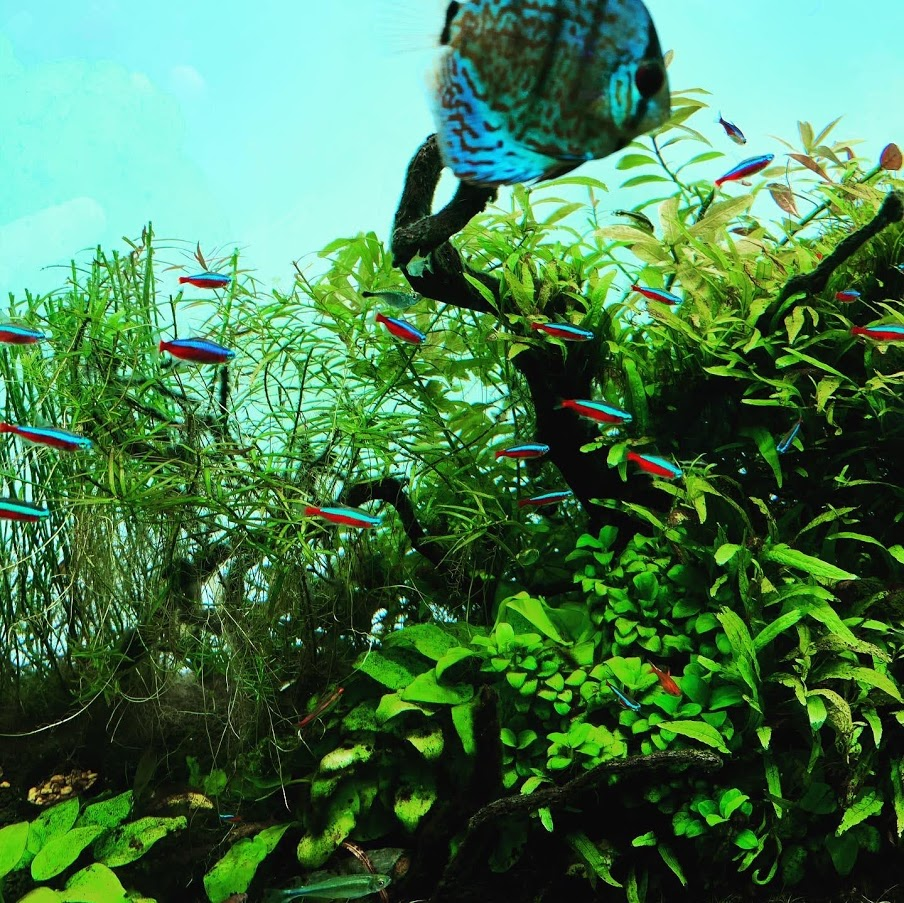 f:id:yuki_2021:20200829220849p:plain