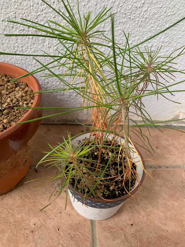 f:id:yuki_2021:20220226222903p:plain