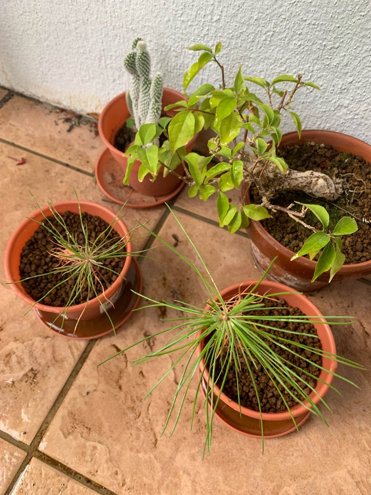 f:id:yuki_2021:20220226223134p:plain