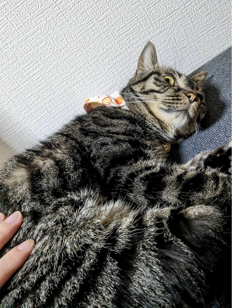 f:id:yuki_kobumaki:20231020185155j:image f:id:yuki_kobumaki:20231020185155j:image