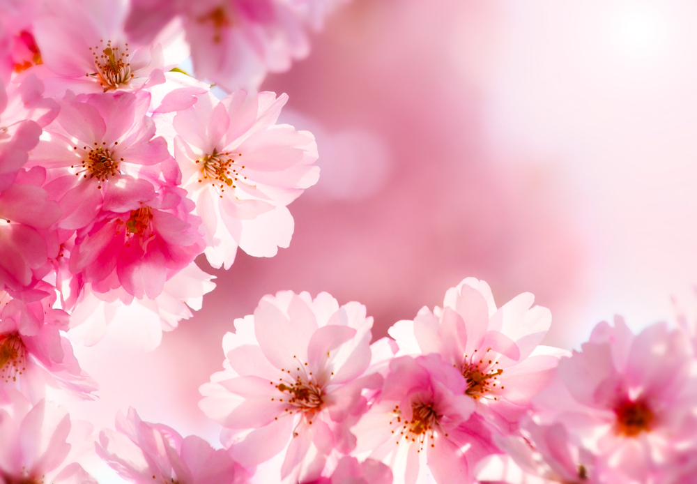 f:id:yuki_yanamoto:20190320110114j:plain