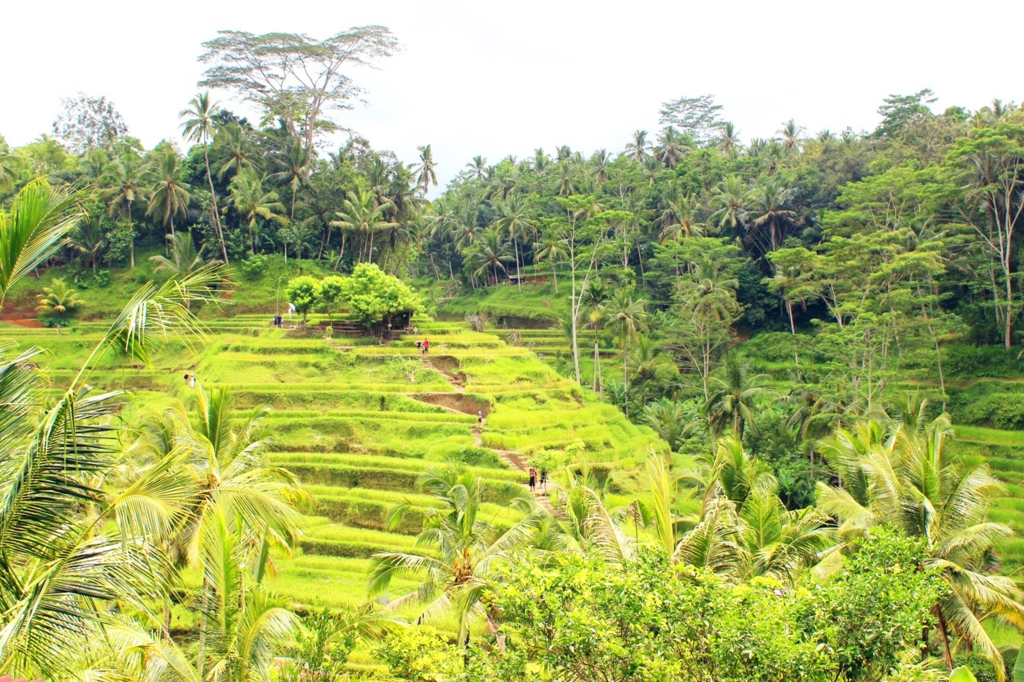 f:id:yukibali:20161128230020j:plain