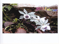 f:id:yukibou:20140316123017j:image