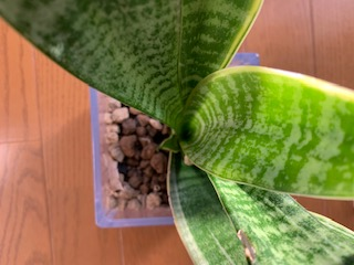 投稿直前の私のサンスベリア