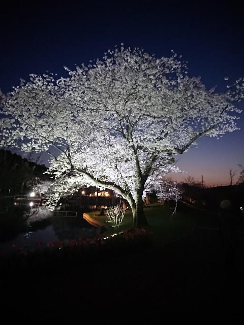 f:id:yukidarumasergeant:20230401000137j:image