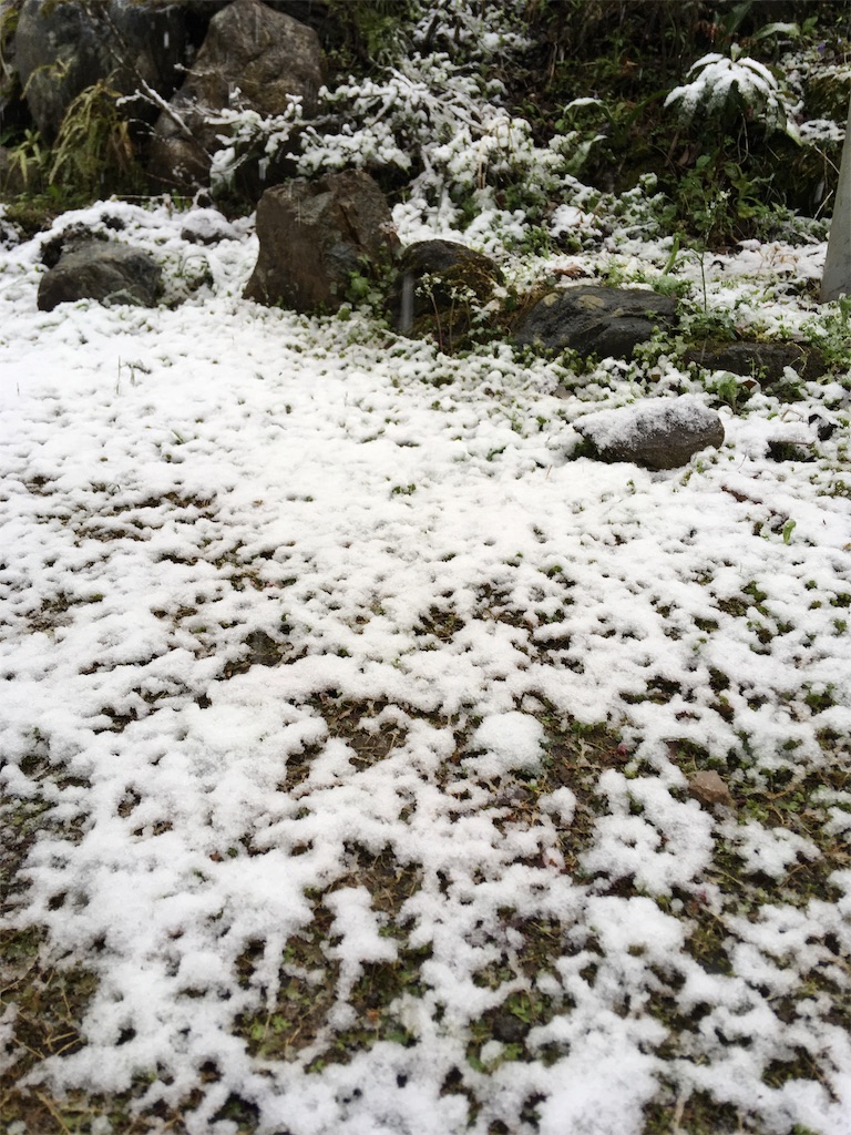 f:id:yukie-ysv:20190410101236j:image