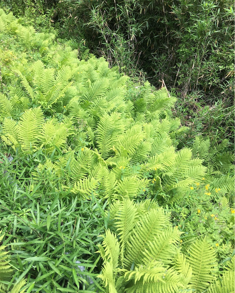 f:id:yukie-ysv:20190529115328j:image
