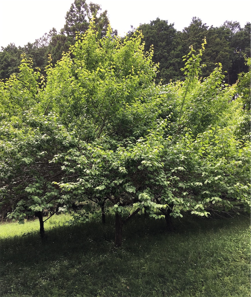 f:id:yukie-ysv:20190529115415j:image