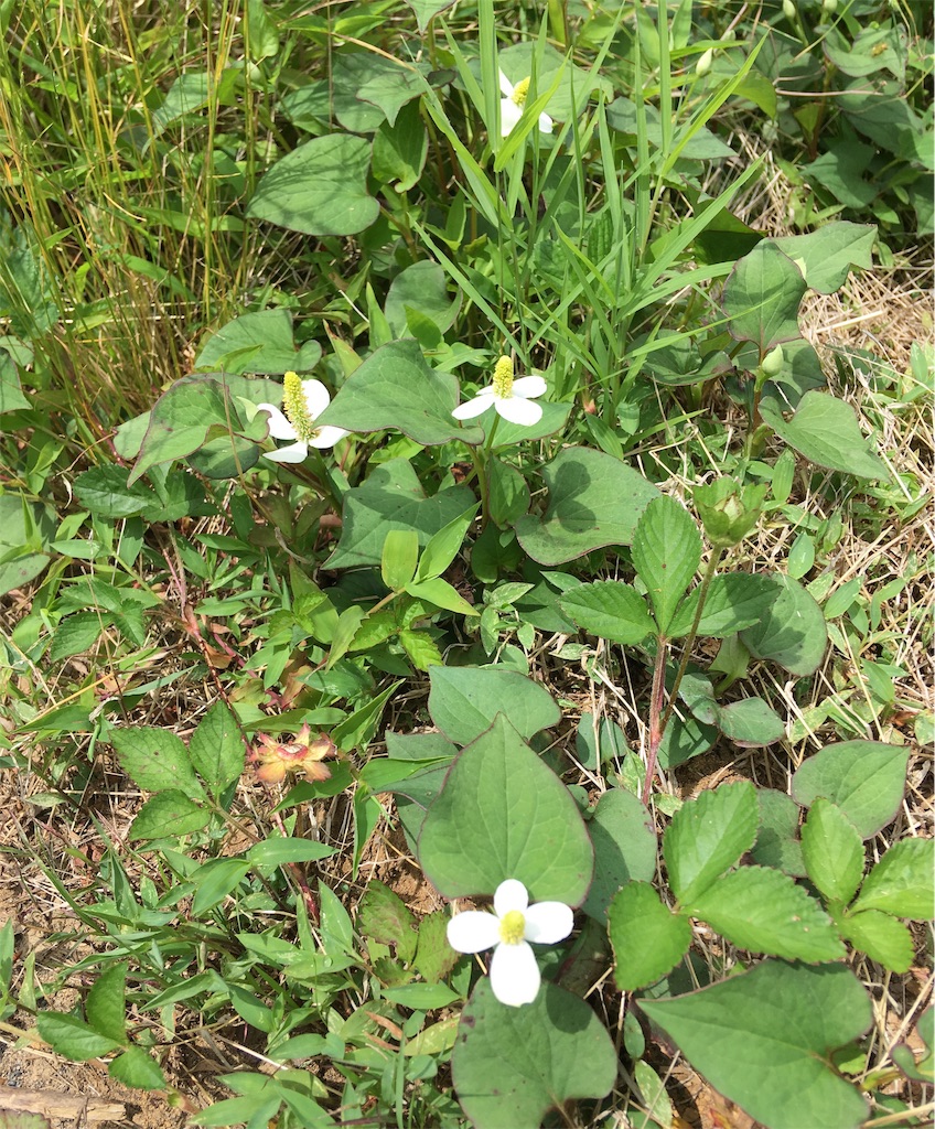 f:id:yukie-ysv:20190529115548j:image