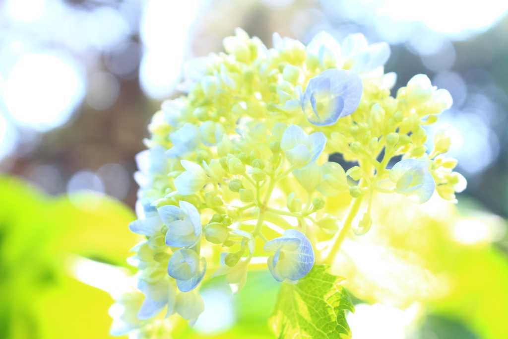 f:id:yukigao:20170629225738j:plain f:id:yukigao:20170629225738j:plain