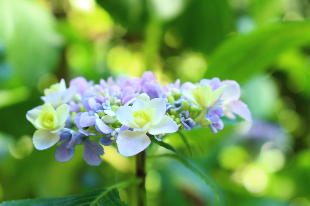 f:id:yukigao:20170629231306j:plain f:id:yukigao:20170629231306j:plain