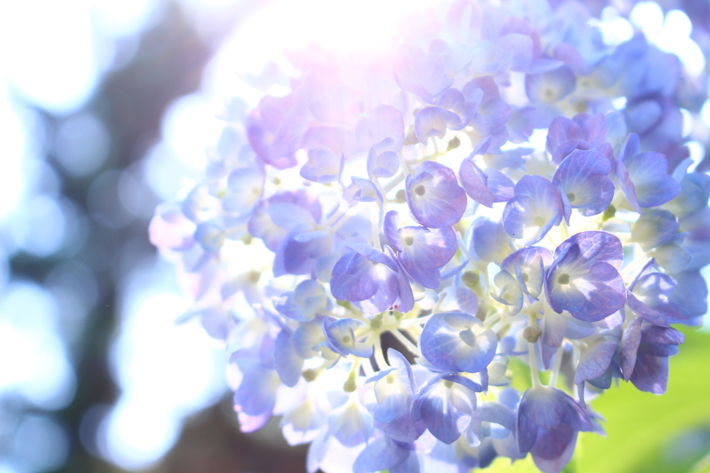 f:id:yukigao:20170629231549j:plain f:id:yukigao:20170629231549j:plain
