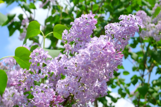 f:id:yukigunihome:20180430090351j:plain f:id:yukigunihome:20180430090351j:plain