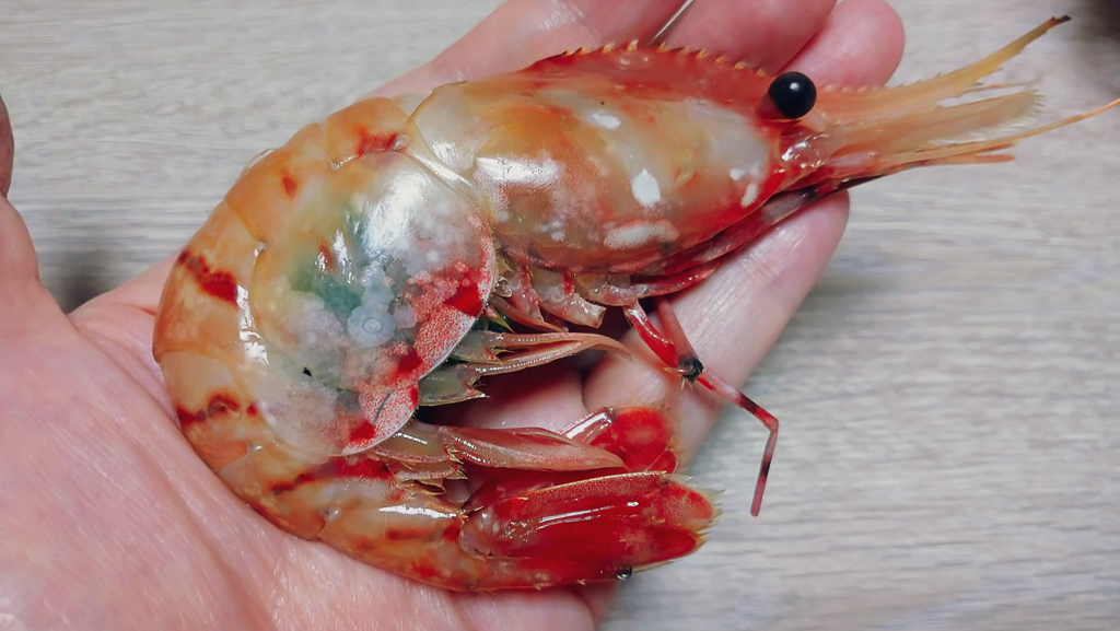 ボタン海老