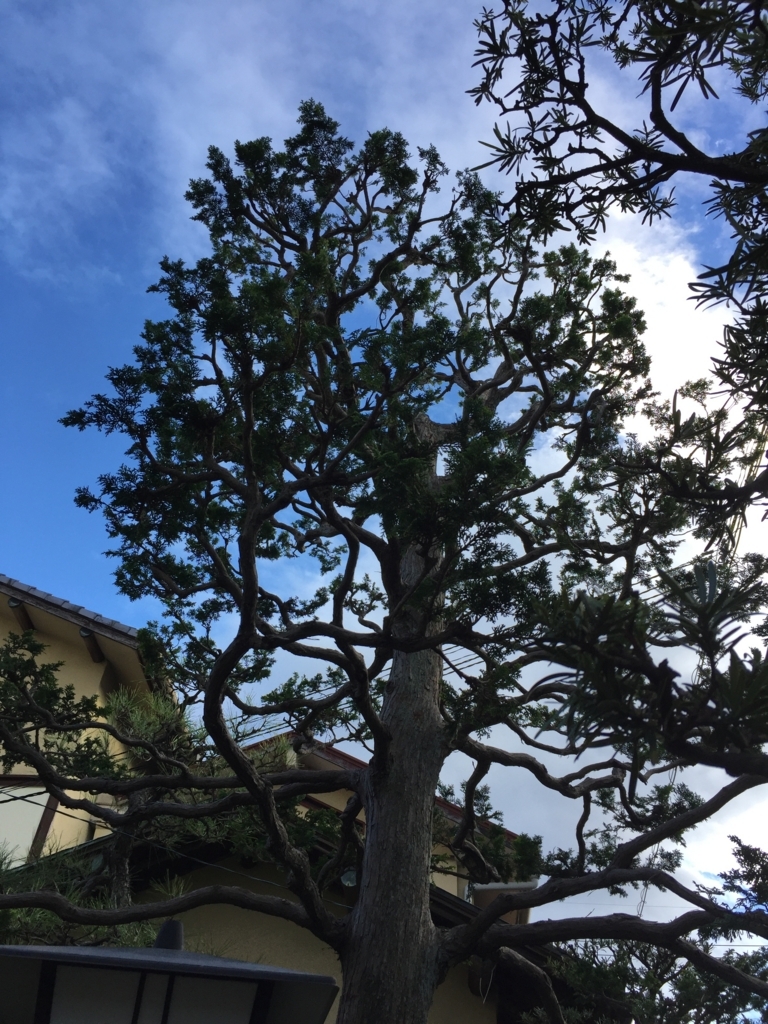 f:id:yukihatu:20171103063549j:plain