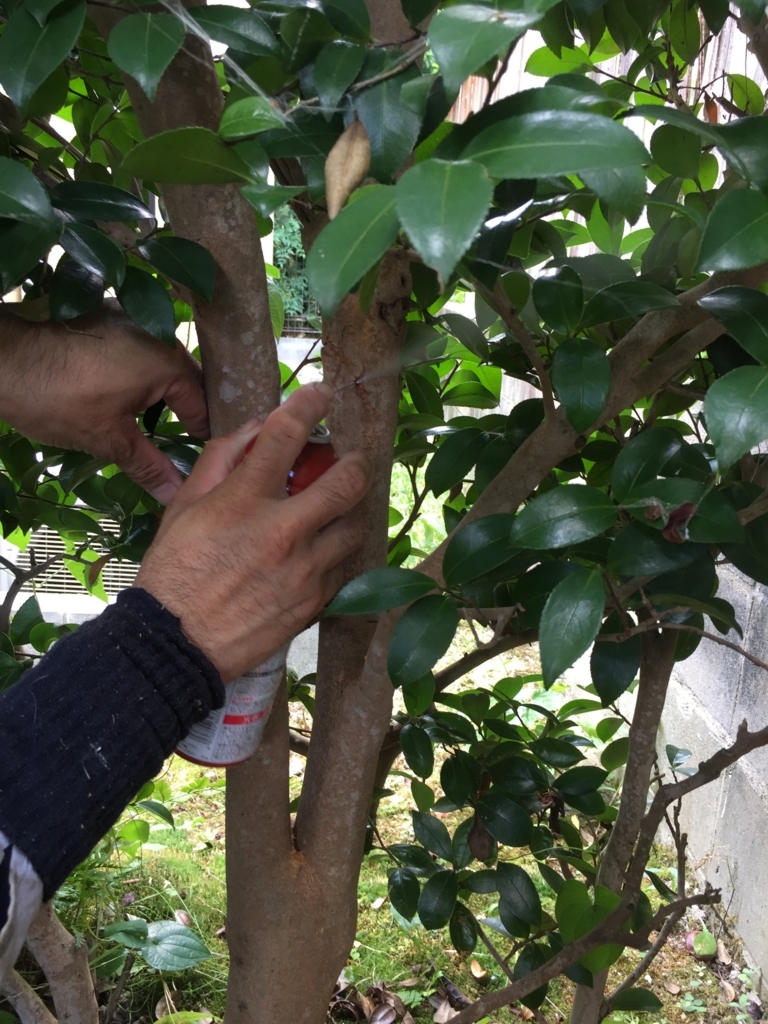 f:id:yukihatu:20180726221243j:plain