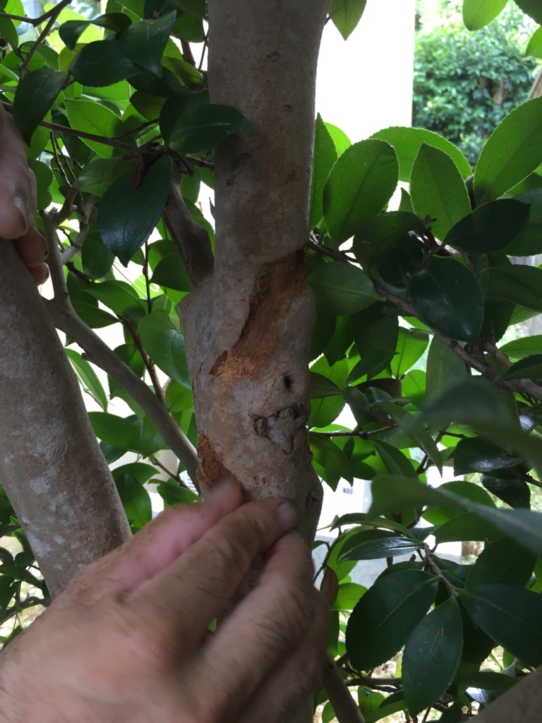 f:id:yukihatu:20180726221755j:plain