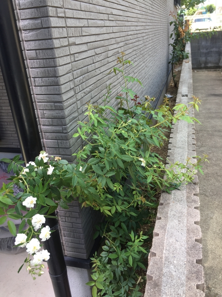 f:id:yukihatu:20180822213351j:plain f:id:yukihatu:20180822213351j:plain