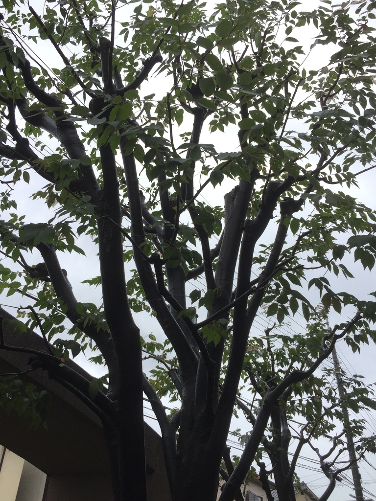 f:id:yukihatu:20180917155209j:plain