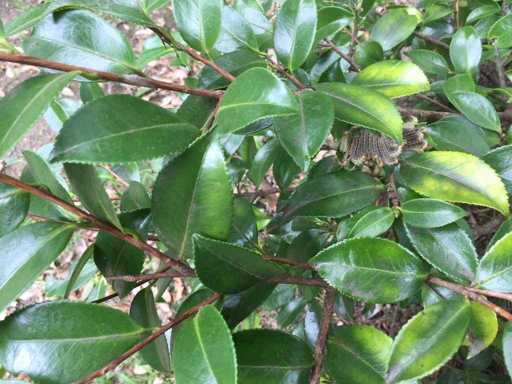 f:id:yukihatu:20180926201919j:plain