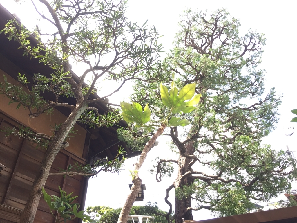 f:id:yukihatu:20181002191656j:plain