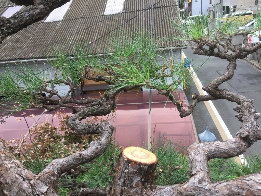 f:id:yukihatu:20181019220713j:plain