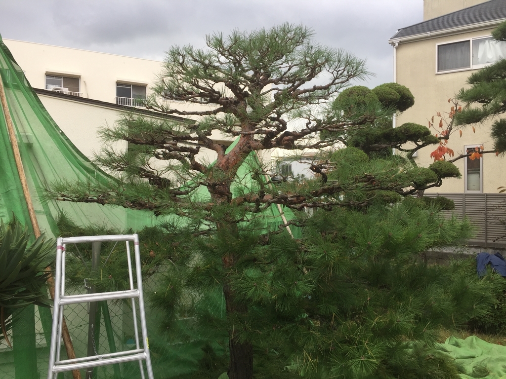 f:id:yukihatu:20181205050101j:plain