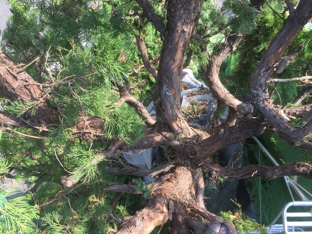 f:id:yukihatu:20181218223241j:plain