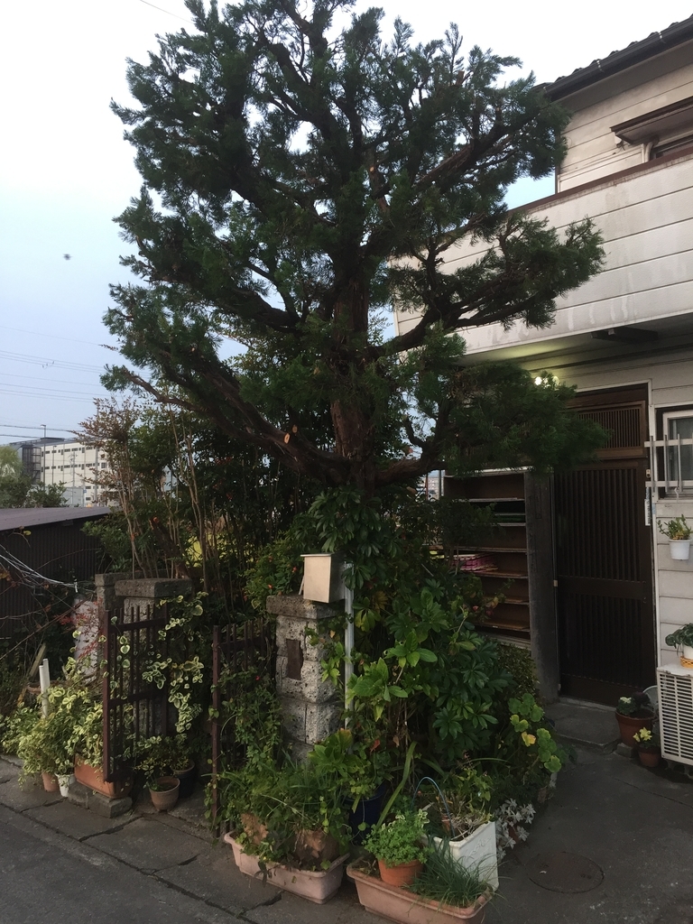 f:id:yukihatu:20181218223534j:plain