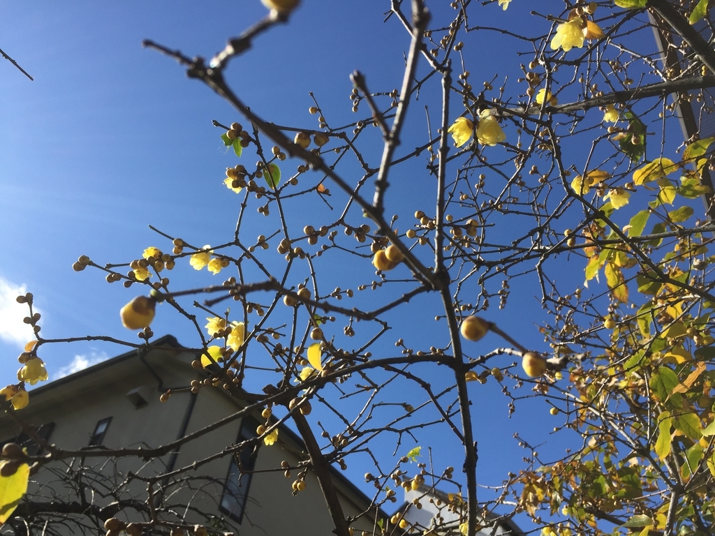 f:id:yukihatu:20181225051255j:plain