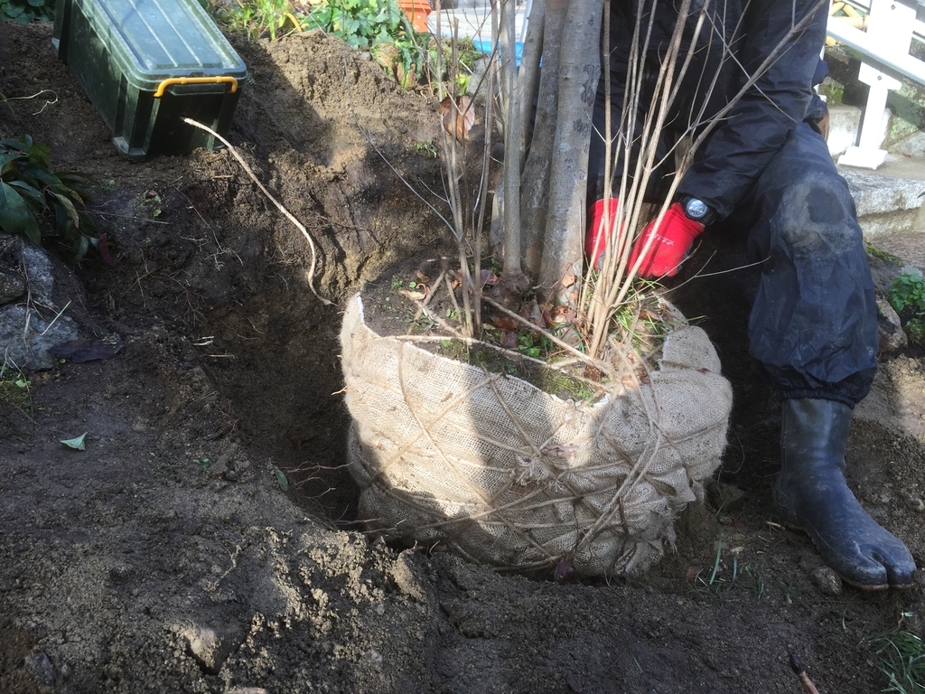 f:id:yukihatu:20190130215142j:plain