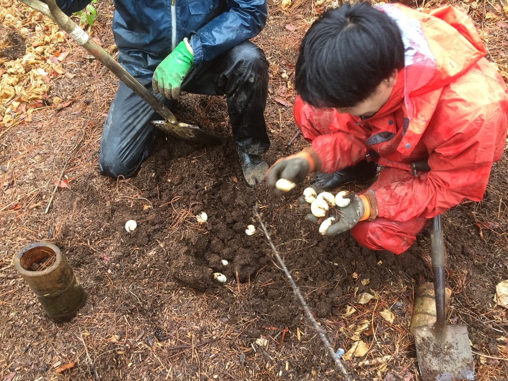 f:id:yukihatu:20190308061429j:plain