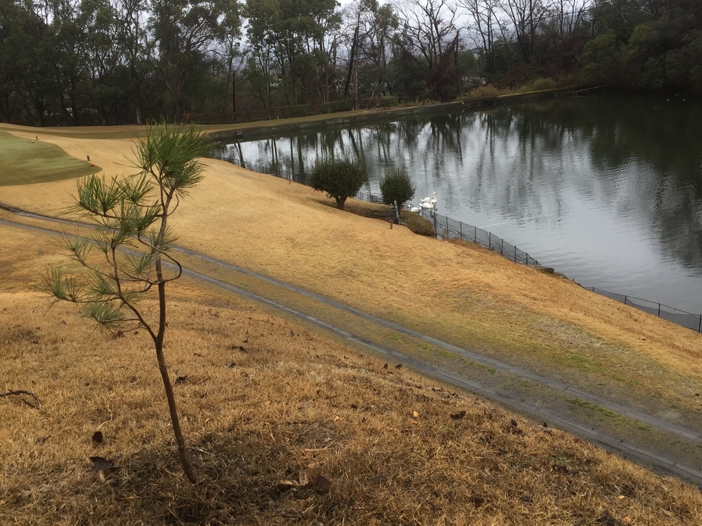 f:id:yukihatu:20190308062717j:plain