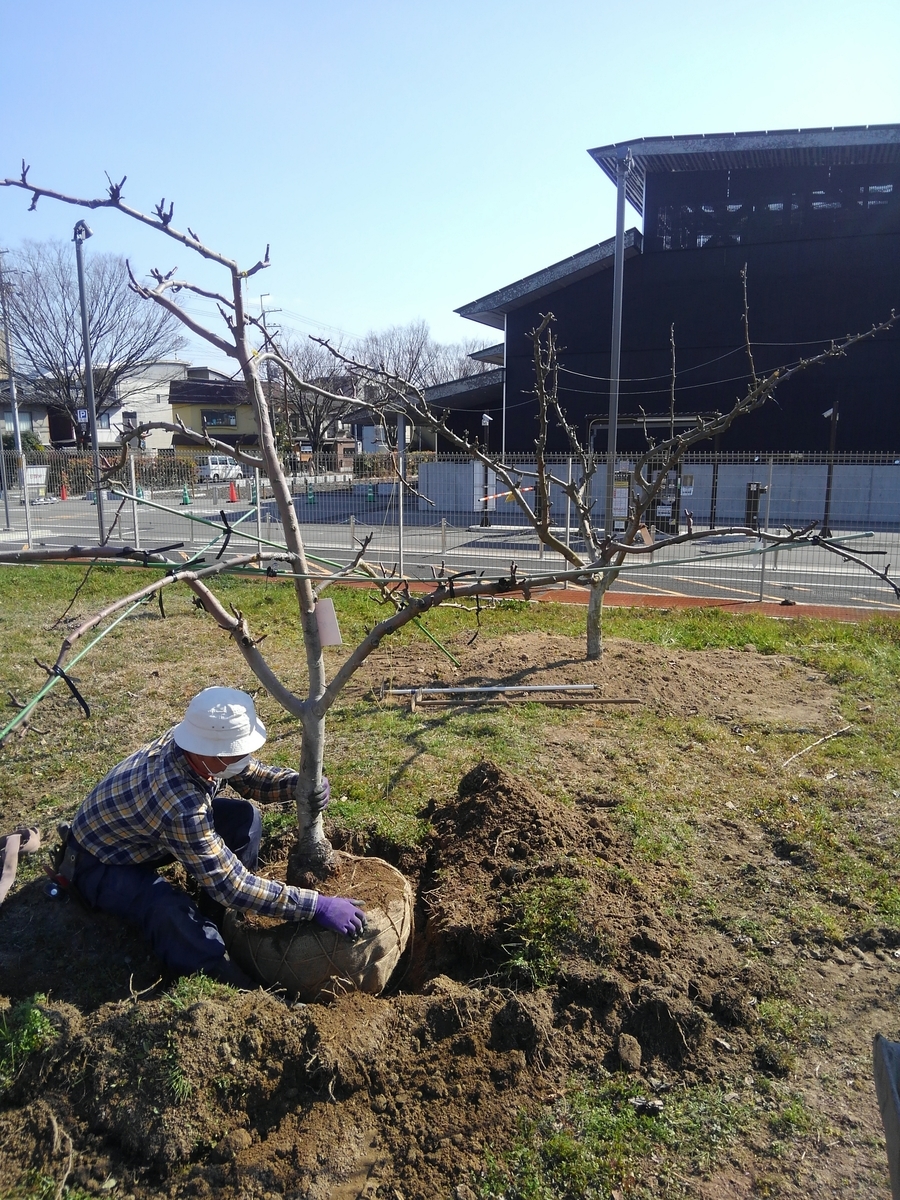 根巻き - 春田造園の日常
