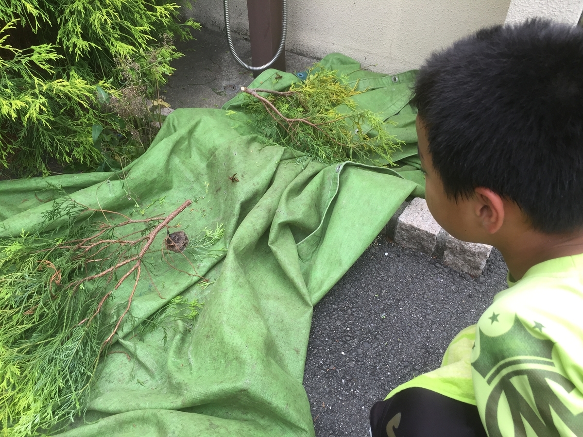 f:id:yukihatu:20190623224729j:plain f:id:yukihatu:20190623224729j:plain