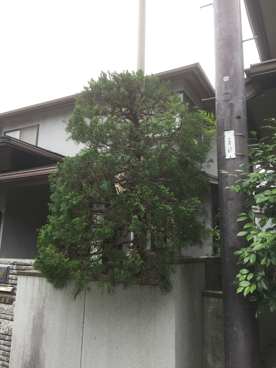 f:id:yukihatu:20190630160516j:plain