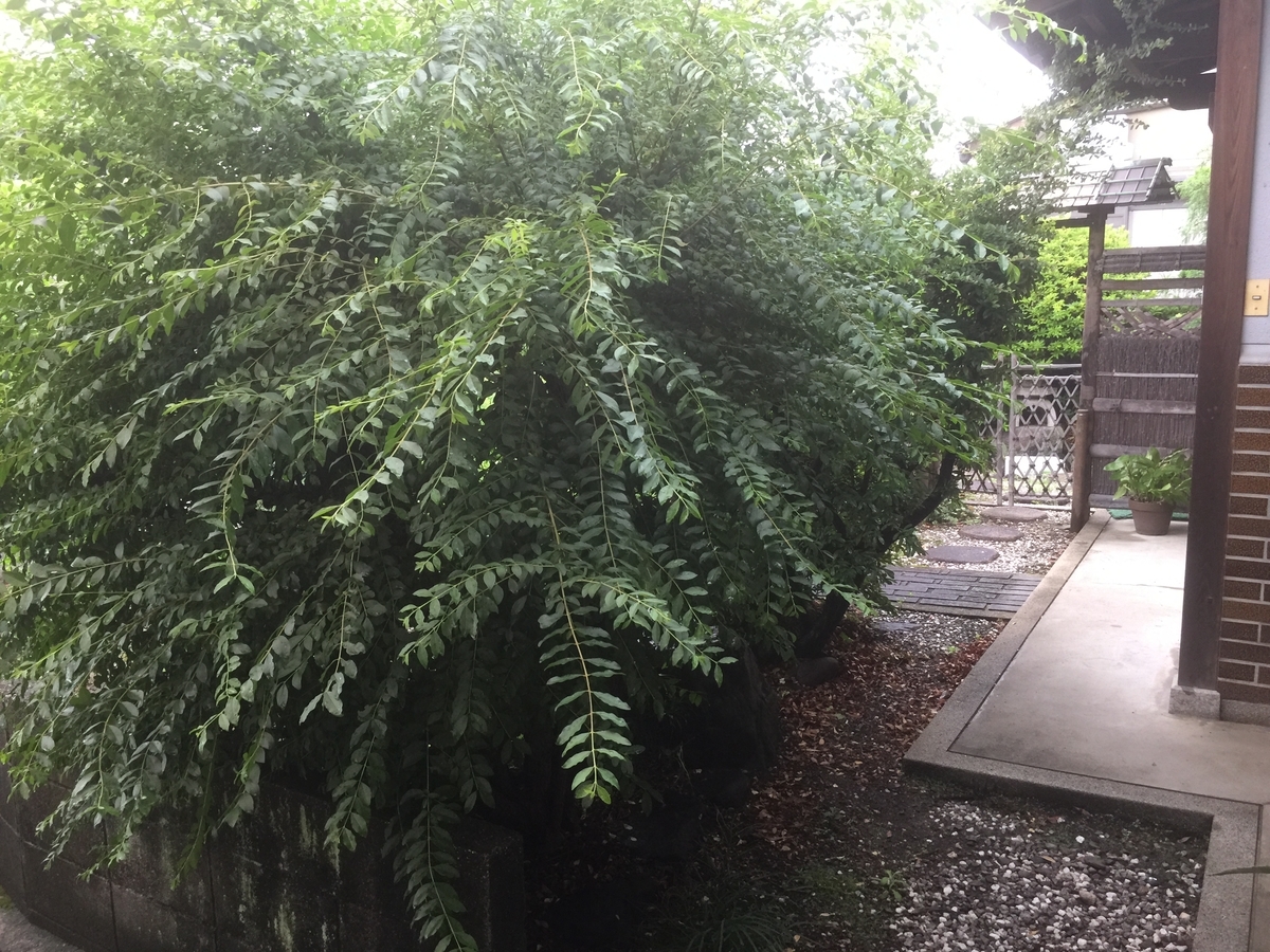 f:id:yukihatu:20190707062429j:plain f:id:yukihatu:20190707062429j:plain